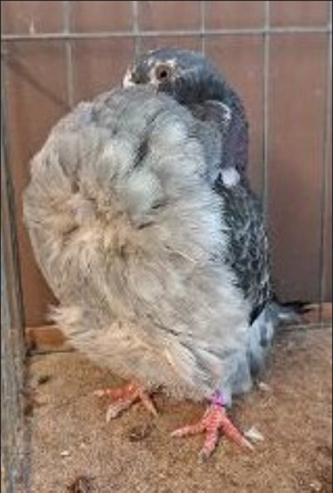 Carlsbad New Mexico Champion Tort YC 855 Don Stueber