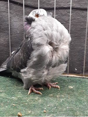 Jefferson Wi Champion tort YH 553  Rick Tucker