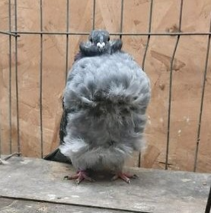 2022 Louisville Champ  Grizzle check  1519  Jim Van Natta