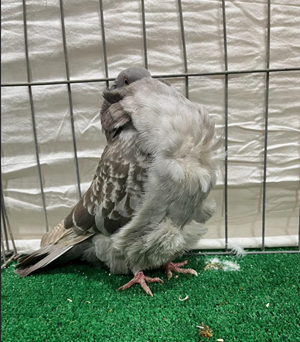 Nor Cal Champion Brown Check YC 2707 John De Carlo Jr