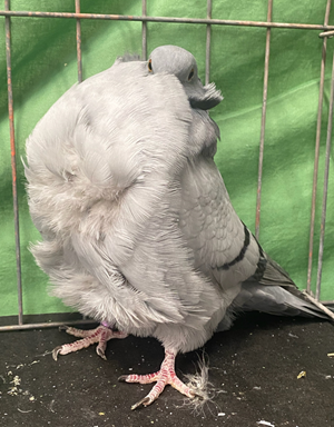 2022 Utah Champion Blue Bar YC 3031 Dick Holmberg