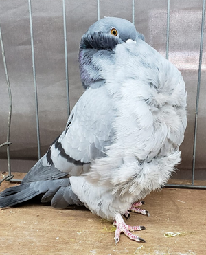 Alabama Champion Blue Bar OH 1202 Pat Scroggins