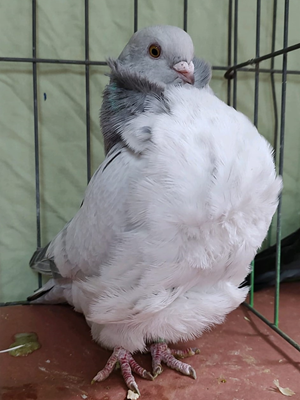 Spring Hill Fla Champion Qualmond YC 2486 Mike Gosine