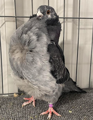 2023 Utah Premier Show Champion Tor OC 855 Don Stueber