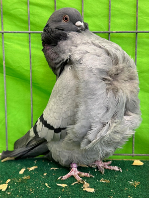 Annual Fall Meet Champion Blue Bar OC 592 Rick Tucker