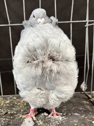 2025 Moose Jaw Show Champion Blue Bar OC 585 Pete Plaizier