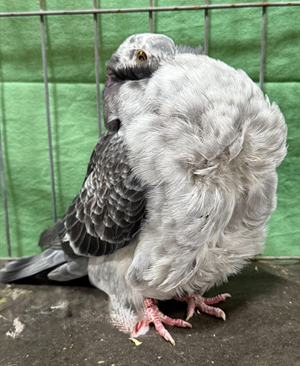 2025 Nor Cal Champion Tort YH 222 John DeCarlo Jr.