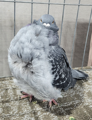 2025 Reading Winter Expo Champion Blue Check OC 483 Rickey Faw