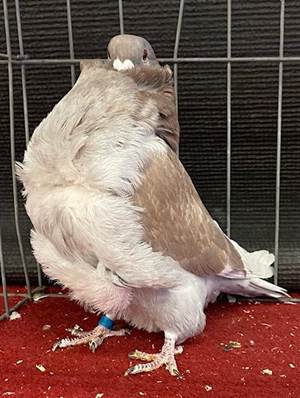 West of the Fifth Champion Red Check OC 838  Pete Plaizer