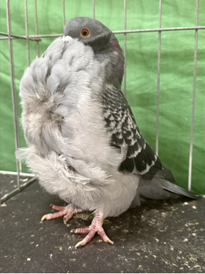 Annual fall meet champion blue check oc 2401 John decarlo jr