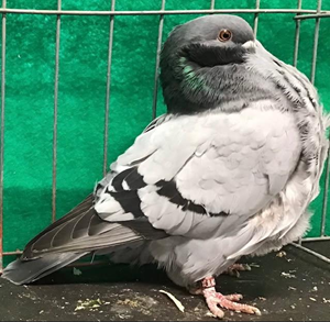 l2025Northwest Breeders Show Champion Blue Bar YC 1500 Tim Mumma