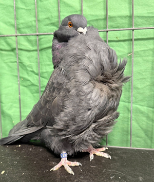 2026 Hurricane Utah Champion Black OC 200 Dick Holmberg