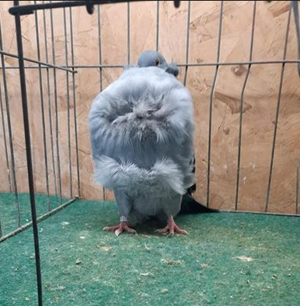 Ft Dodge Iowa Champion Blue Check OC 1610 Jim Vannatta