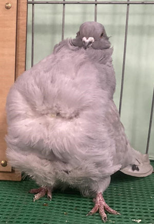 Northwest Winter show Champion Spread Ash Red OC 2778 Monte Wetzel