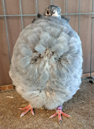 Oklahoma City Champoin Tort YC 855 Don Stuber